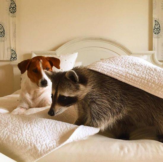 Pumpkin The Raccon, czyli szop, który myśli, że jest psem