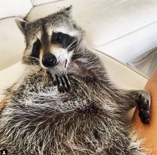 Pumpkin The Raccon, czyli szop, który myśli, że jest psem