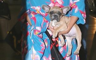 Piesek zamiast torebki? (FOTO)