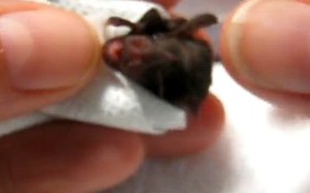 Malusieńki nietoperz uratowany przez ludzi [VIDEO]