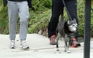 Ashton Kutcher rozwodzi się z Demi Moore