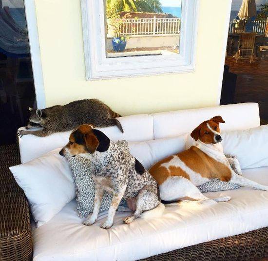 Pumpkin The Raccon, czyli szop, który myśli, że jest psem