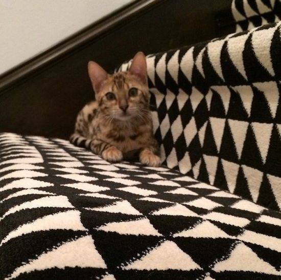 Charli – bengaliski kot Kourtney Kardashian