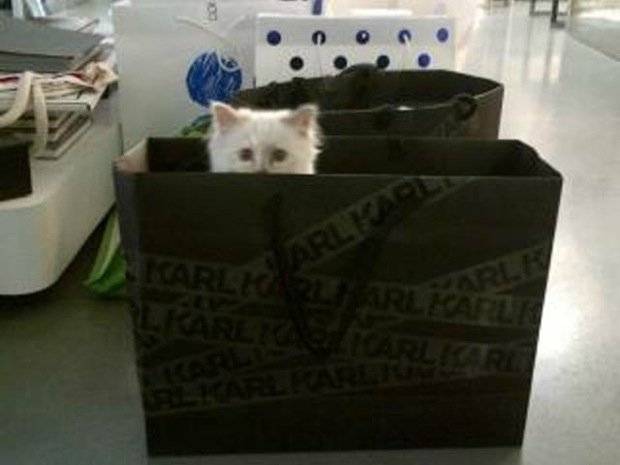 Choupette – słynna kotka Karla Lagerfelda