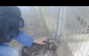 Serce pęka, gdy patrzy się na reakcję tego psa