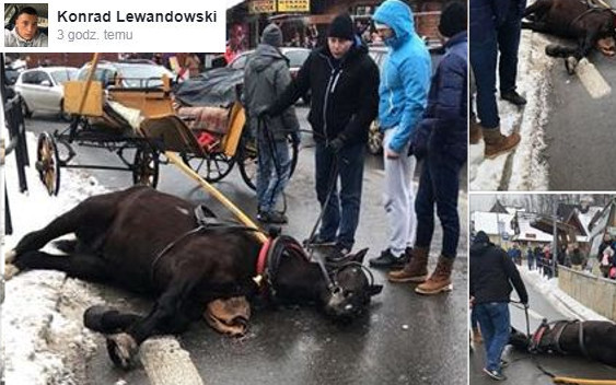 Przestraszony koń taranował Krupówki, karetka zabrała małego chłopca