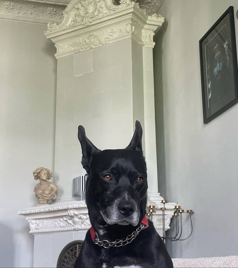 Tak wygląda dom Michała Szpaka. Ekscentryczne wnętrza w uroczej kamienicy