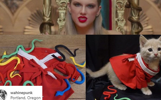Sposób w jaki ta dziewczyna inspiruje się Taylor Swift w ubieraniu kotów…