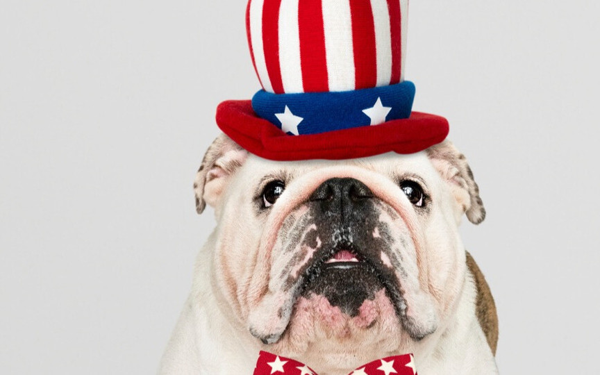 Pupile popularnych gwiazd – poznaj psy celebrytów