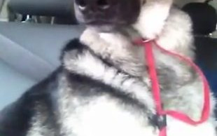 Genialny pies czy nieuczciwy pan? [VIDEO]