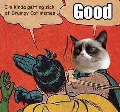 Grumpy Cat – śmieszne obrazki