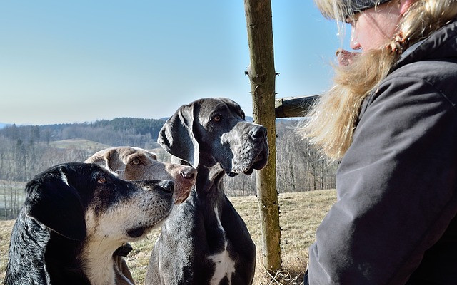 Petsitting: nowoczesne rozwiązanie dla zapracowanych właścicieli czworonogów