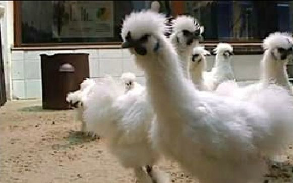 Gerwazy i Protazy wywróżą nam Euro