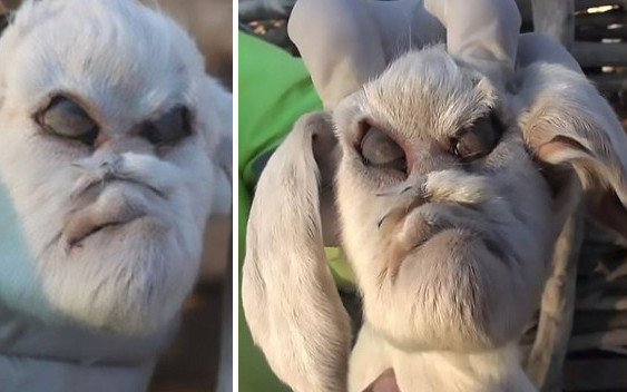 Koźlę z pyskiem diabła? Właściciel stada kóz oniemiał, gdy zobaczył tę deformację