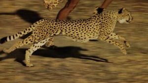 Campbell ujeżdza aligatora, ściga sie z gepardem …