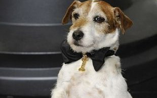 Zdechł Uggie – pierwszy pies zaproszony na Oscary