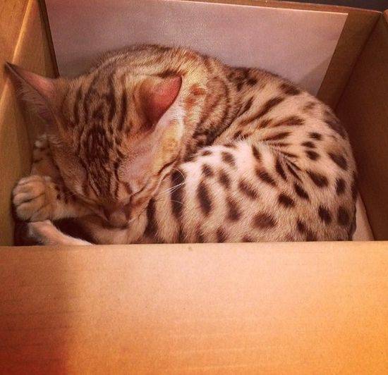 Charli – bengaliski kot Kourtney Kardashian