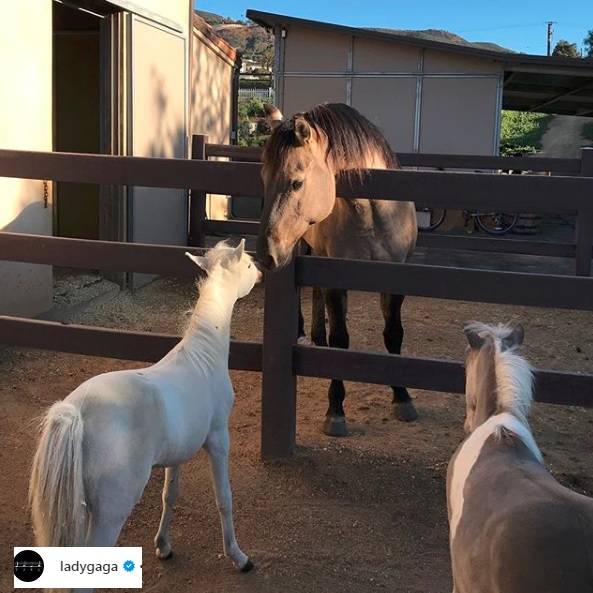 Ogromne ranczo Lady Gagi. Własna stadnina koni i ogródek z warzywami