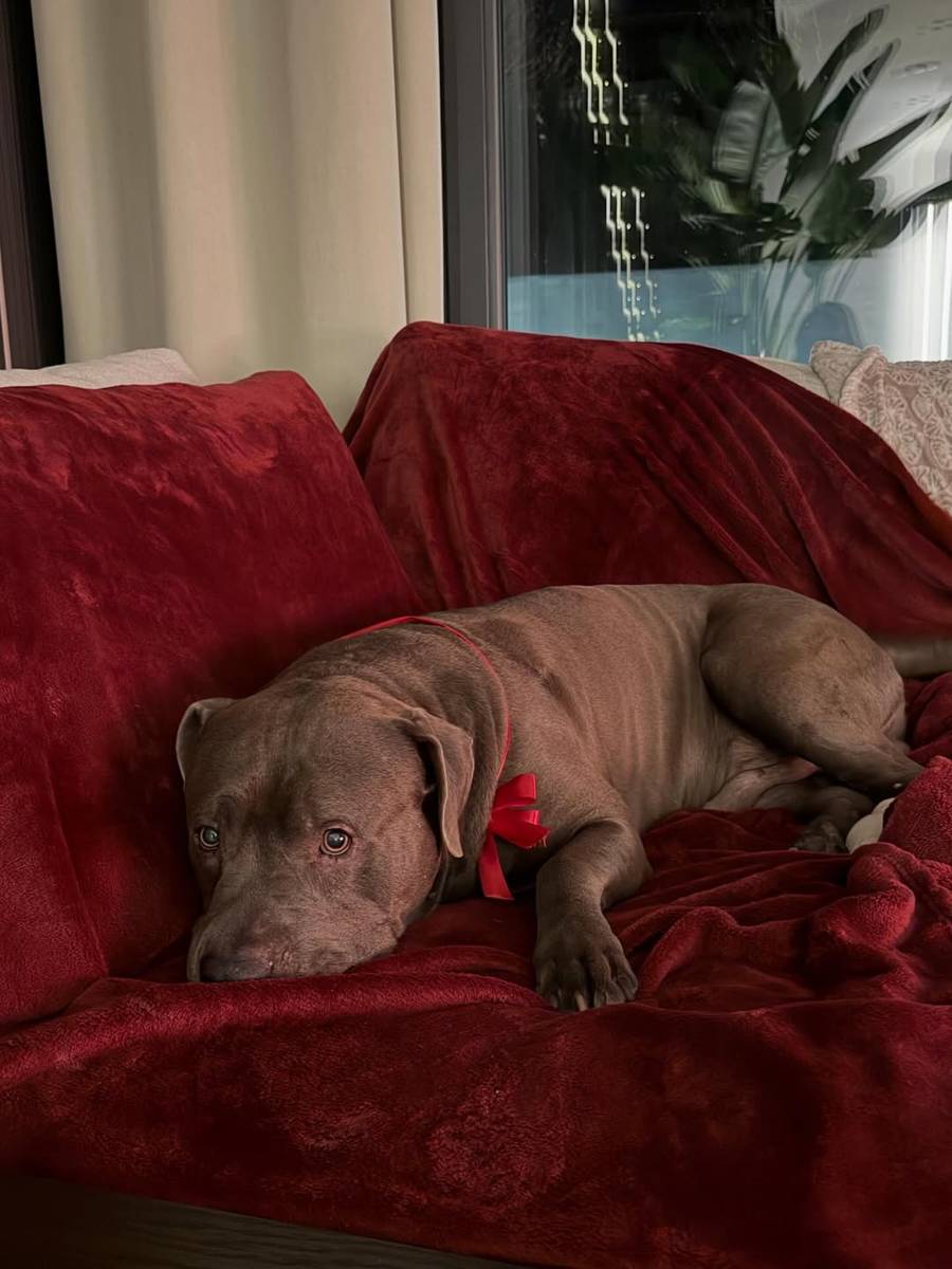 Święta u Karoliny Pisarek, fot. Instagram