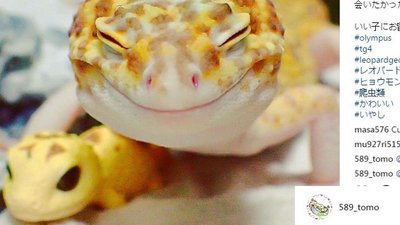 Uśmiechnięty gekon ze swą zabawką podbija internet (Instagram)