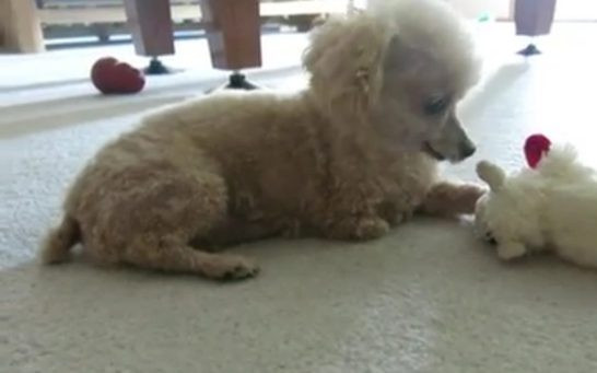 Brudny, z połamanymi nogami i skołtunioną sierścią (FB)