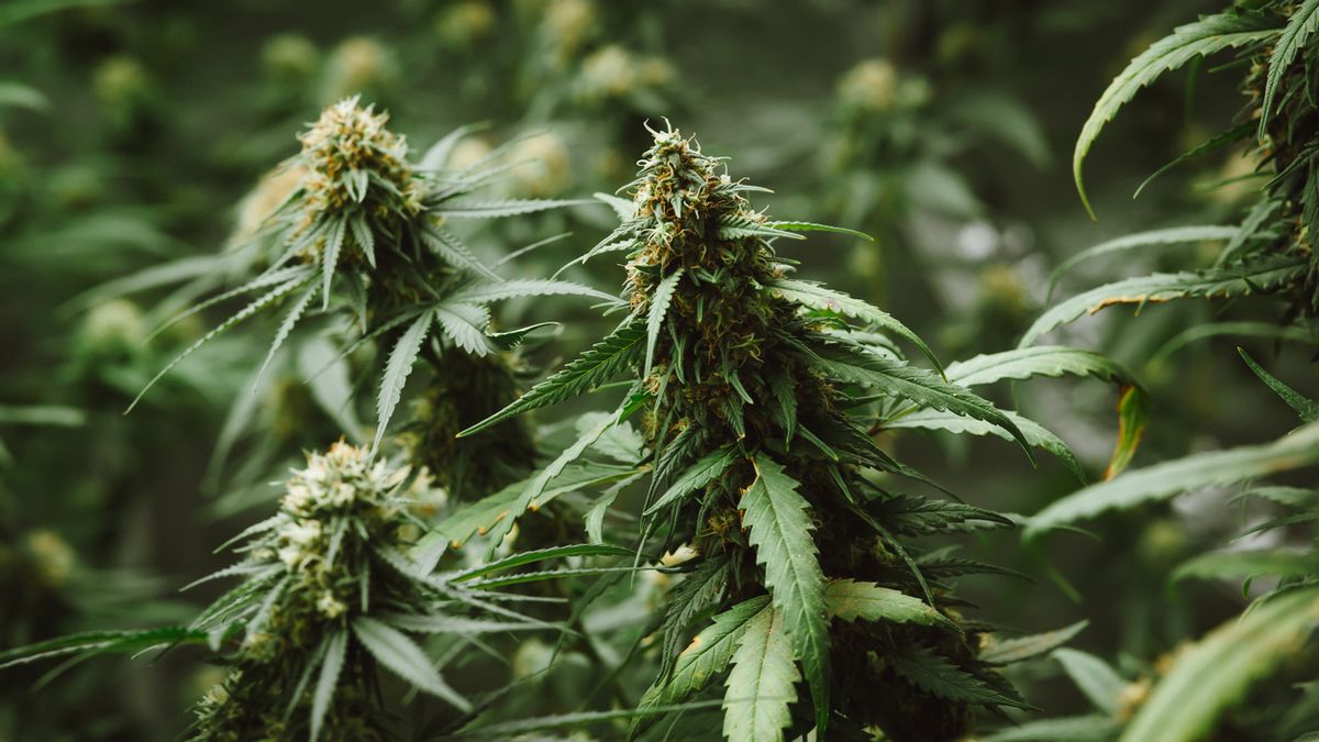 Flower bud of cannabis Satival in the greenhouse, marijuana flower bud background, herbal medicine