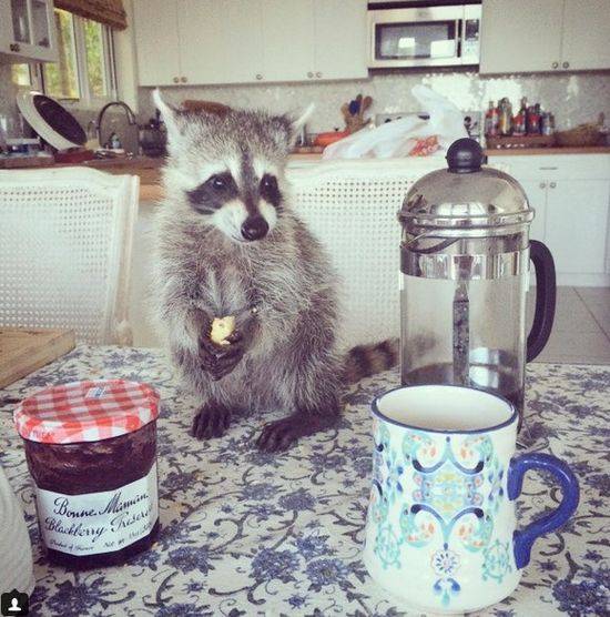 Pumpkin The Raccon, czyli szop, który myśli, że jest psem