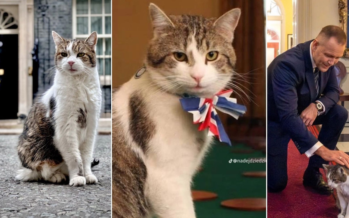 Kim jest kot Larry? To on rządzi Wielką Brytanią