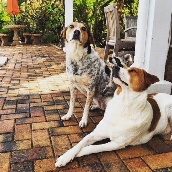 Pumpkin The Raccon, czyli szop, który myśli, że jest psem