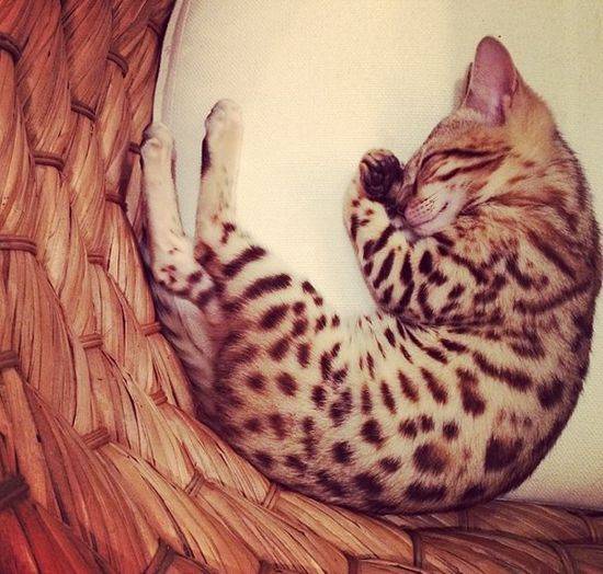 Charli – bengaliski kot Kourtney Kardashian