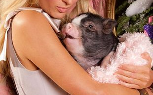 Paris Hilton – świński lans (FOTO)