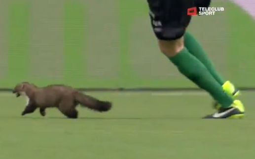 Kuna sterroryzowała piłkarzy podczas meczu [VIDEO]