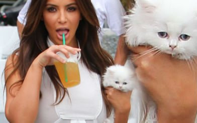 Kotka Kim Kardashian nie żyje