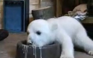 Niedźwiedź Knut będzie miał swój pomnik?