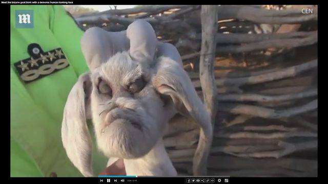 Koźlę z pyskiem diabła? Właściciel stada kóz oniemiał, gdy zobaczył tę deformację