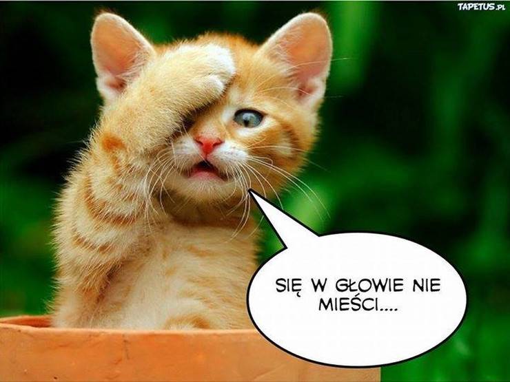 Internauci cieszą się ze złota olimpijskiego Anity Włodarczyk