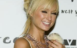 Paris Hilton za kratkami?