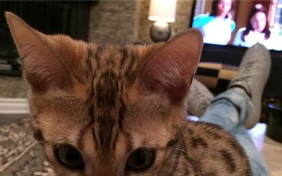 Charli – bengaliski kot Kourtney Kardashian