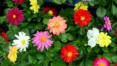 Najlepsze sadzonki kwiatów na wiosnę – co warto posadzić w ogrodzie?