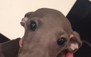 Celebrytka założyła instagram swojemu pupilowi (FOTO)