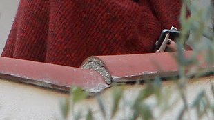 Rolę Belli w sadze Zmierzch proponowano córce Kurta Cobaina