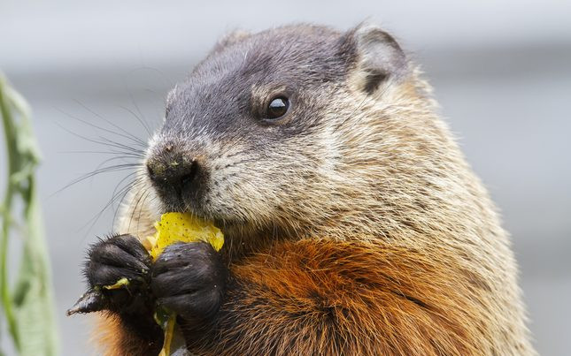 Dzisiaj Dzień Świstaka – czy zima potrwa długo?