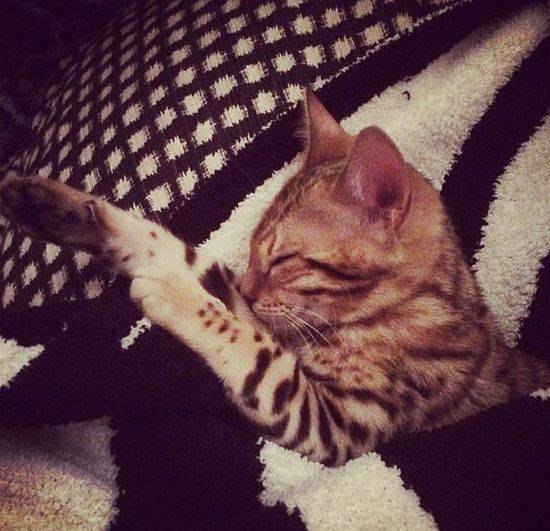 Charli – bengaliski kot Kourtney Kardashian