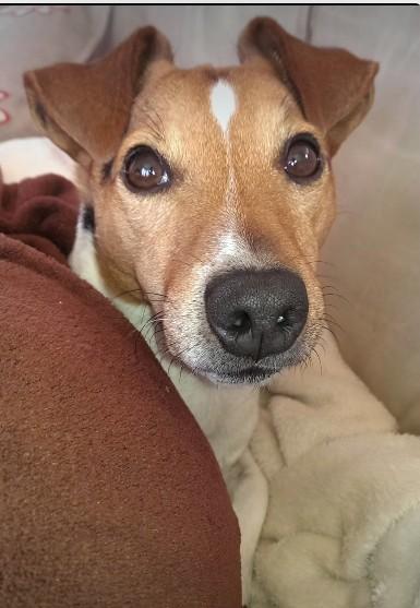 Pies Jolanty Fraszyńskiej fot, Instagram