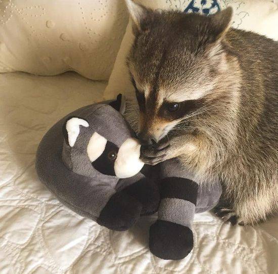 Pumpkin The Raccon, czyli szop, który myśli, że jest psem