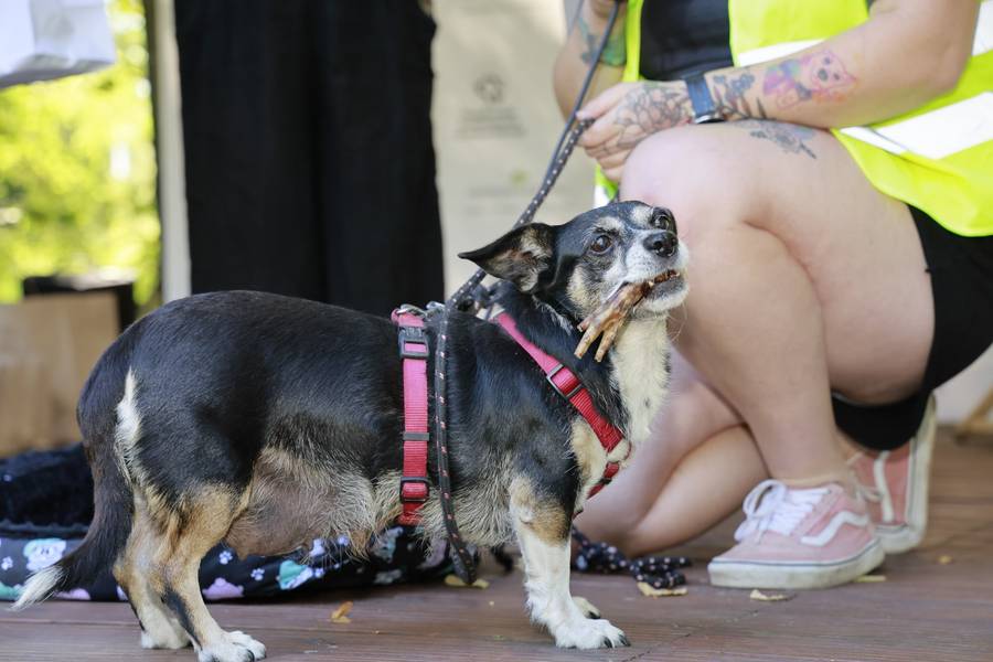 Akcja charytatywna “Gwiazdy zwierzętom”! W pomoc zaangażowały się Maja Hyży, Iwona Węgrowska, Karolina Pilarczyk
