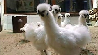 Gerwazy i Protazy wywróżą nam Euro