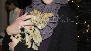 Celebryci pomagają zwierzętom (FOTO)