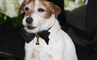Uggie – Jack Russell Terrier na czerwonym dywanie (FOTO)