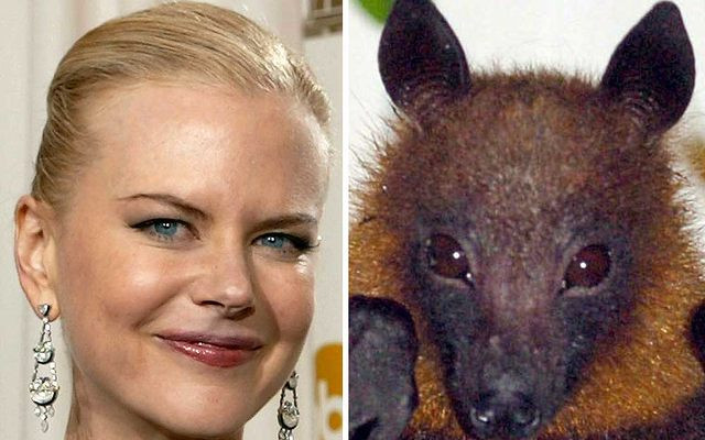 Nicole Kidman wygląda jak nietoperz (FOTO)